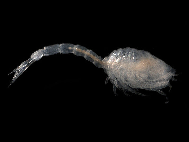 Представитель Семейства Pseudocumatidae